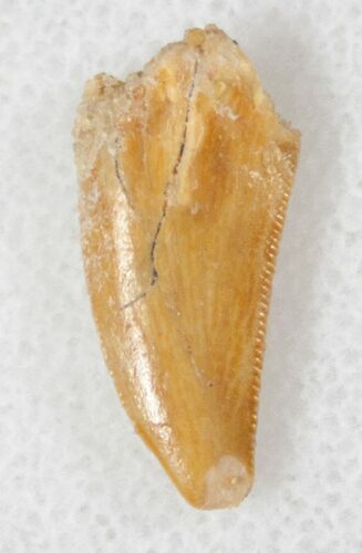 Light Colored Raptor Tooth From Morocco - #13424